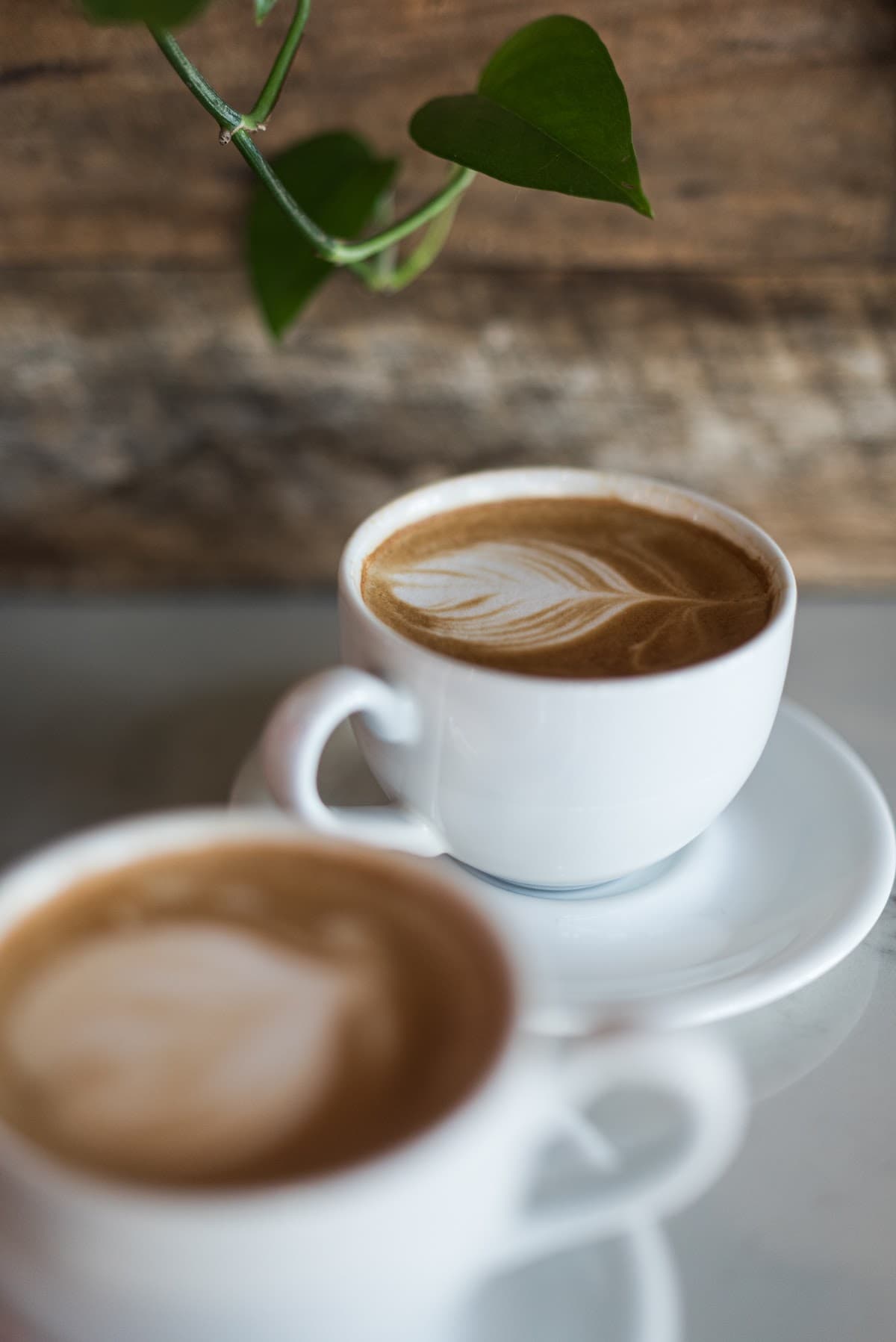 Foxtail Coffee - College Park - specialty coffee shop in Orlando