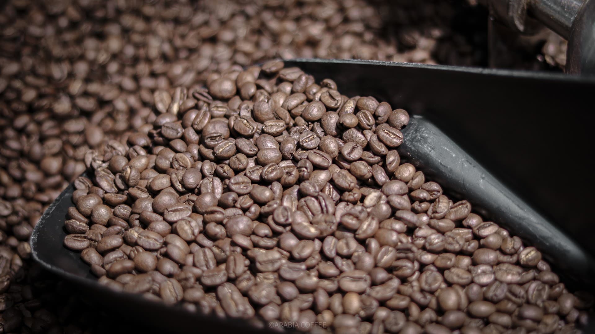 ARABIA COFFEE - specialty coffee shop in Bangkok