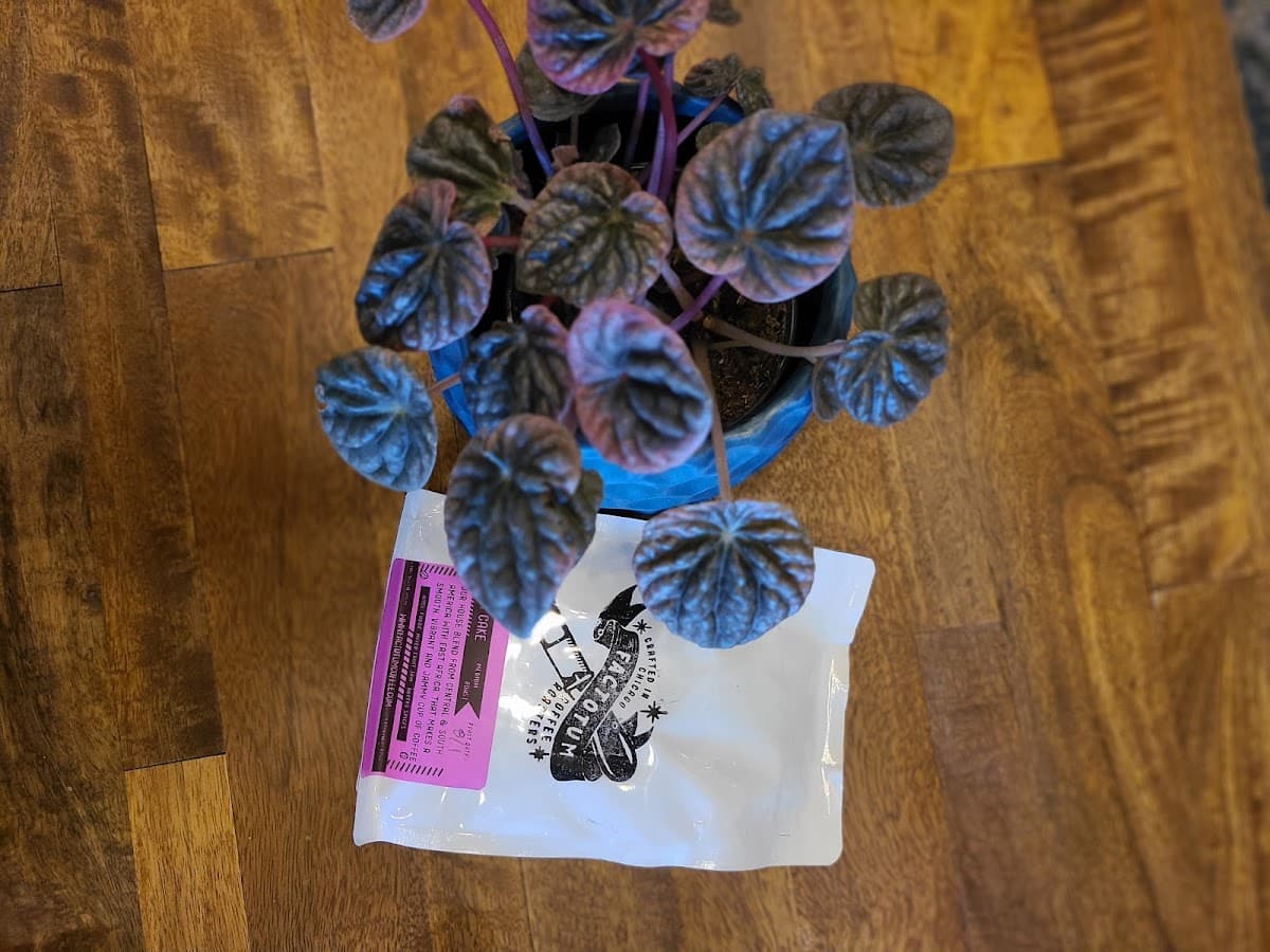 Factotum Coffee - specialty coffee shop in Belmont Gardens