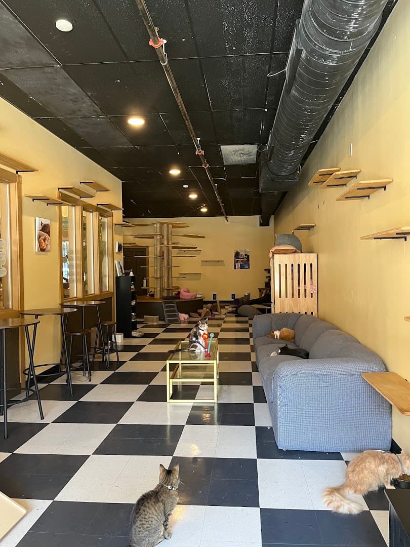 Kitty Korner Cafe specialty coffee shop in Montpelier-Barre - photo 4