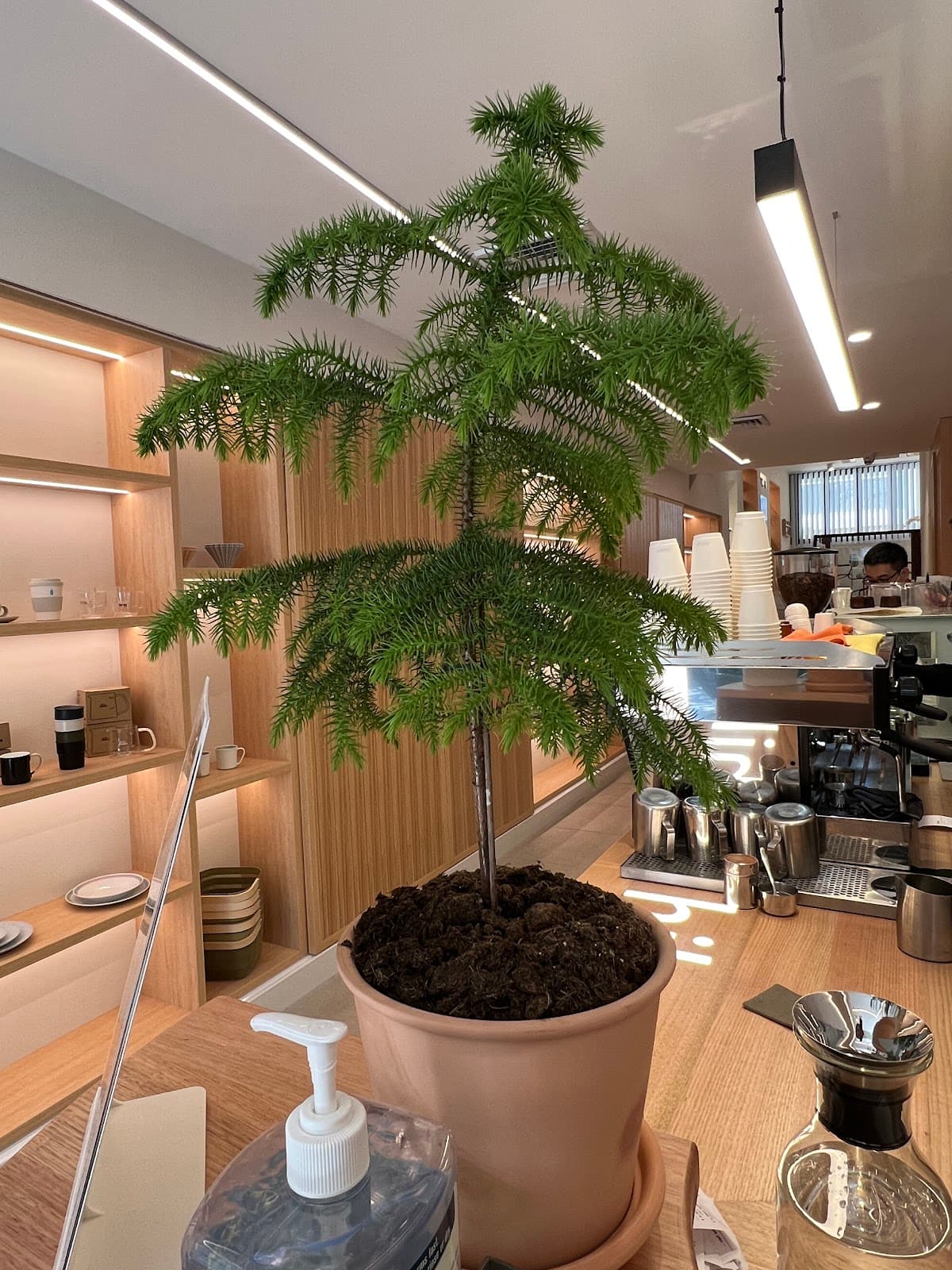 Hikari - specialty coffee shop in CBD